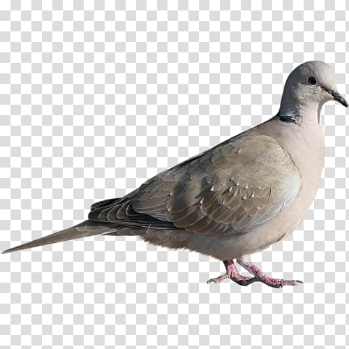 Homing pigeon dove Bird Columbinae, Bird transparent background PNG clipart