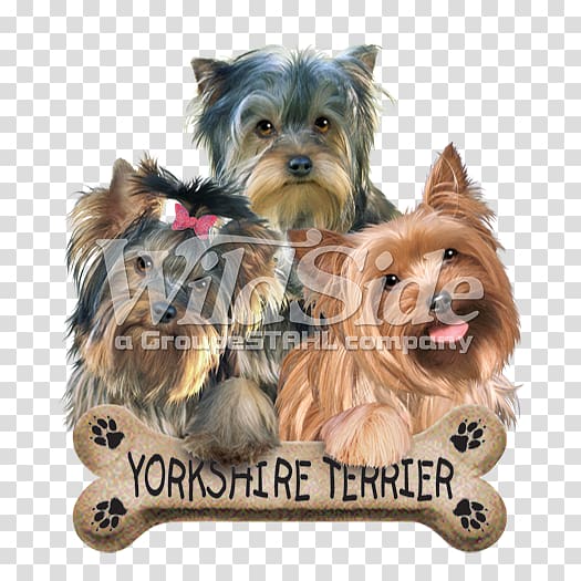 Yorkshire Terrier Australian Silky Terrier Australian Terrier Morkie Cairn Terrier, puppy transparent background PNG clipart