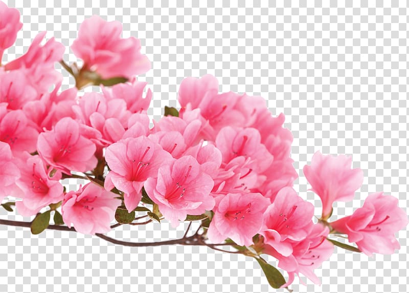 Azalea Pink flowers Rhododendron luteum, flower transparent background PNG clipart
