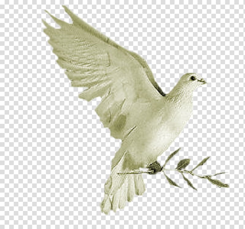 Colomba di Pasqua Columbidae Columba, White Pigeon transparent background PNG clipart