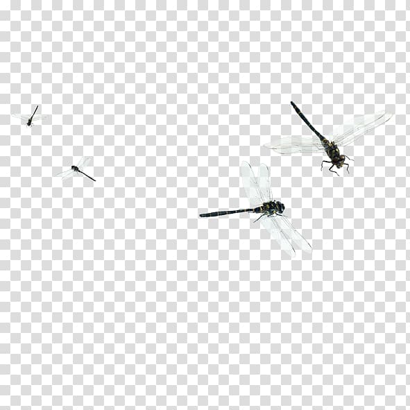 Dragonfly Flight Euclidean , dragonfly transparent background PNG clipart