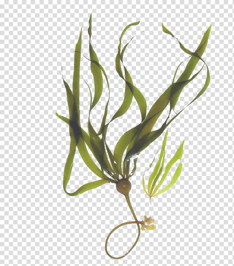 green leafed plant, Kelp forest Macrocystis pyrifera Seaweed Mineral, Grass transparent background PNG clipart