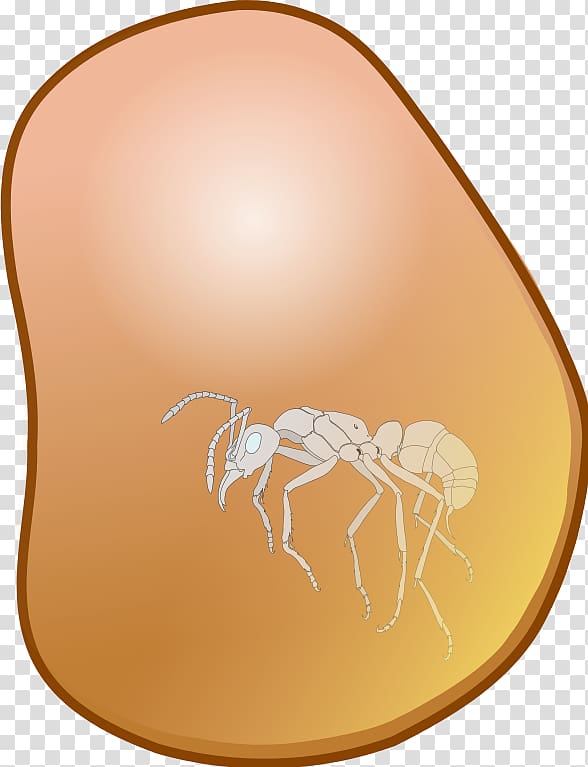 Kilobyte, insect transparent background PNG clipart