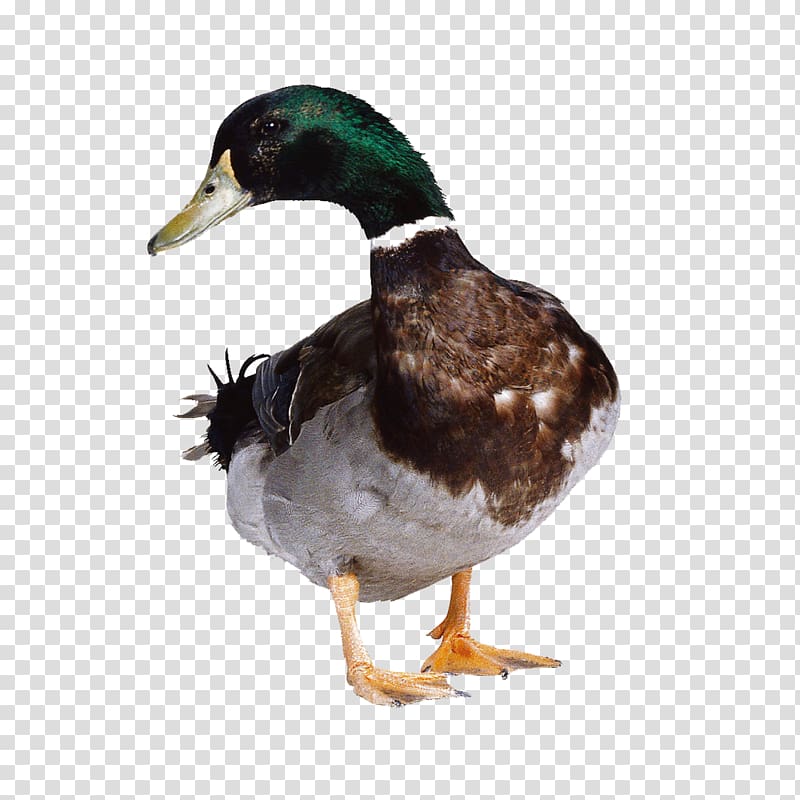 Duck Hunt American Pekin Mallard Cygnini, duck transparent background PNG clipart