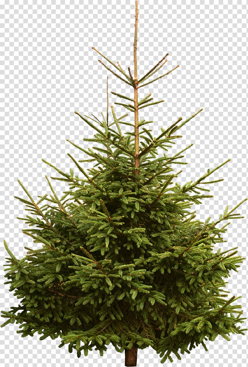 New Year tree Spruce Pine Fir, fir-tree transparent background PNG clipart