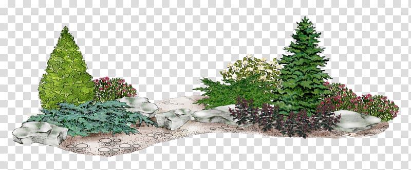 Spruce Fir Conifers Common juniper Flower garden, transparent background PNG clipart