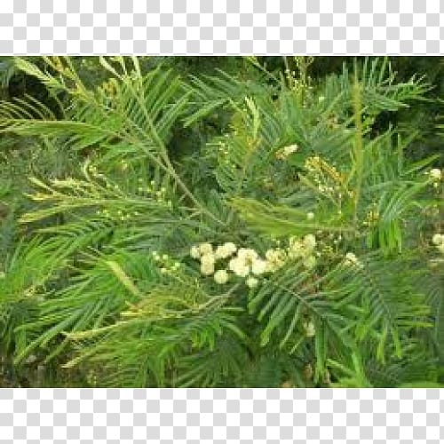 English Yew Acacia mearnsii Wattles Acacia decurrens Evergreen, tree transparent background PNG clipart