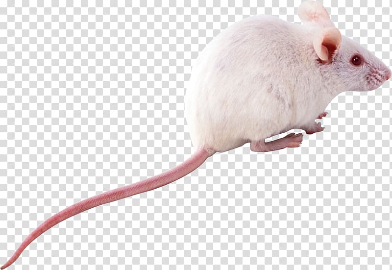 Computer mouse Rat Rodent, mouse, rat transparent background PNG clipart
