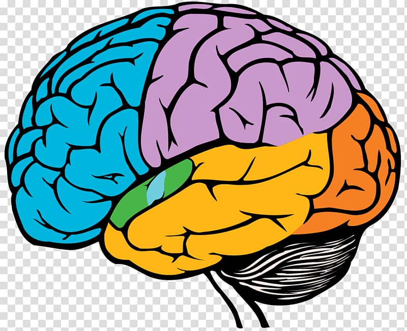 Drawing Brain , Brain transparent background PNG clipart
