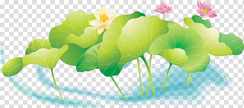 Koi Sacred Lotus 畫荷花 Pond graphics, fleure transparent background PNG clipart