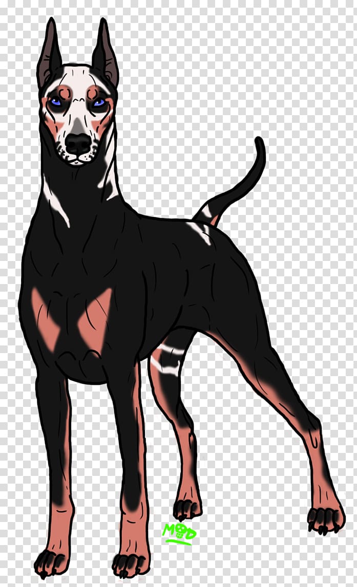 Dobermann Manchester Terrier Dog breed Pinscher Guard dog, Grah transparent background PNG clipart