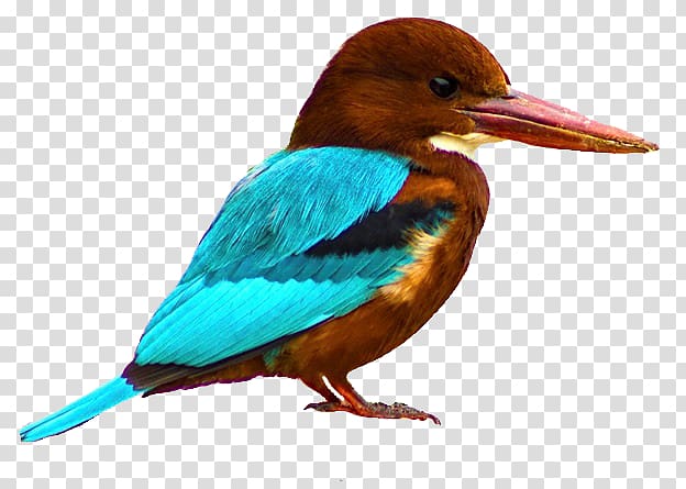 Bird White-mantled kingfisher Glittering kingfisher White-throated kingfisher, Bird transparent background PNG clipart