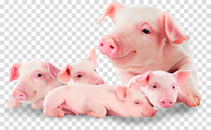 Domestic pig Suckling pig Food Pork, pig transparent background PNG clipart
