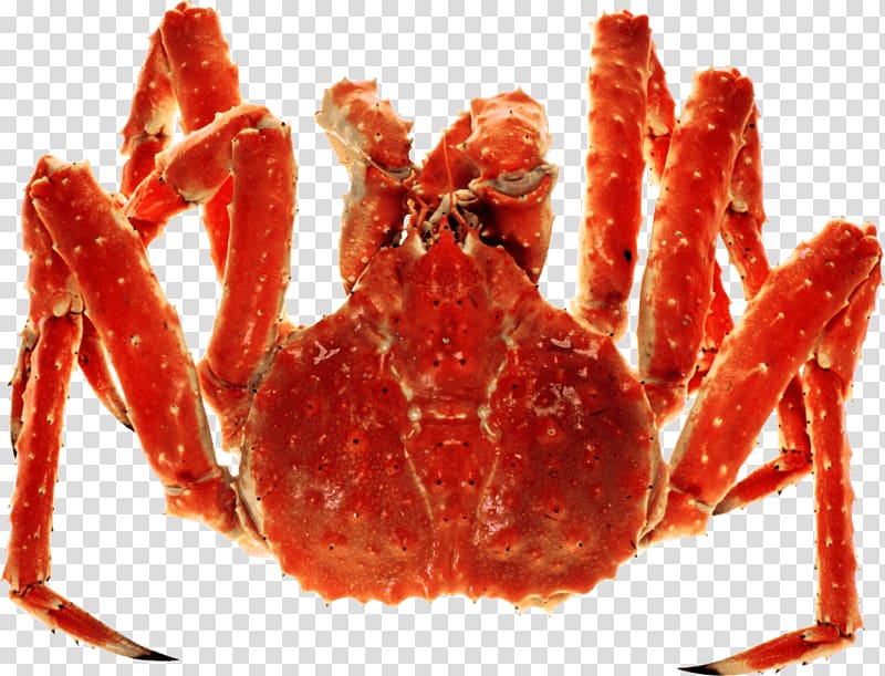 Red king crab Dungeness crab, crab transparent background PNG clipart