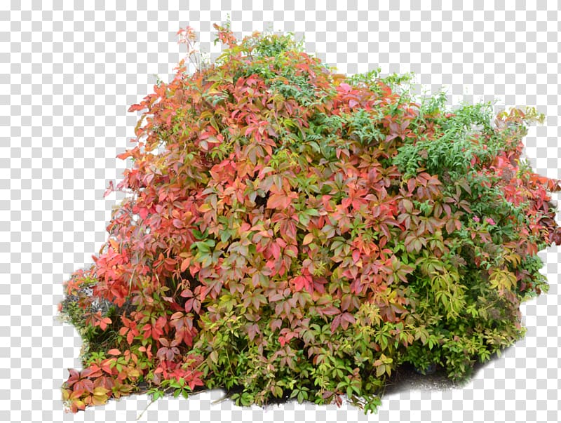 green and pink plants , Shrub Plant Tree , Bush transparent background PNG clipart