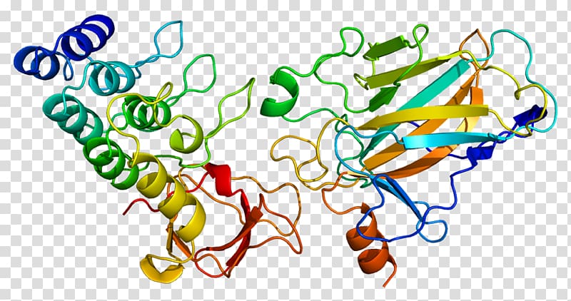 TP53BP2 Tumor suppressor gene Protein, mito class transparent background PNG clipart