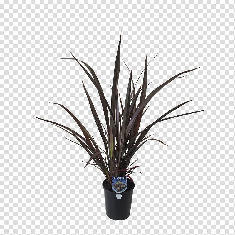 New Zealand flax Flax in New Zealand Plants Portable Network Graphics, phormium tenax transparent background PNG clipart