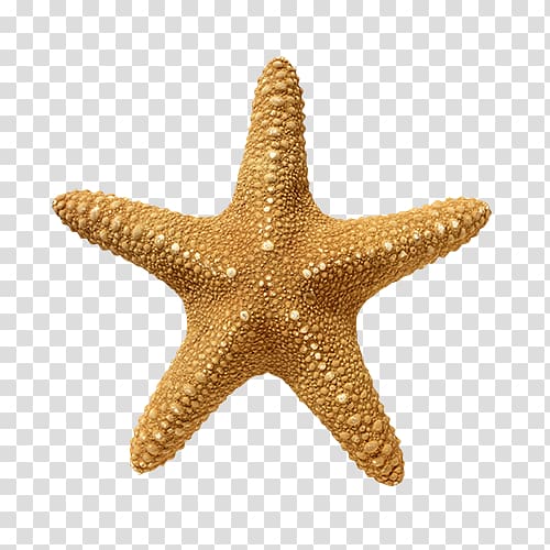 Starfish Echinoderm Golden ratio , starfish transparent background PNG clipart