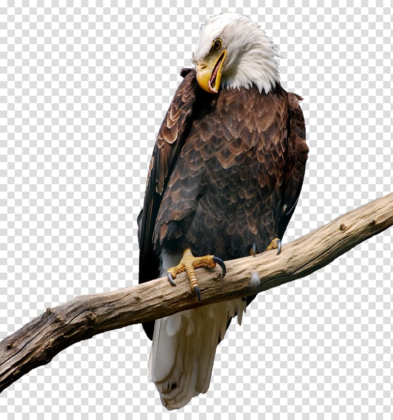 bald eagle illustration, Eagle Bitmap Computer file, Eagle on Branch transparent background PNG clipart