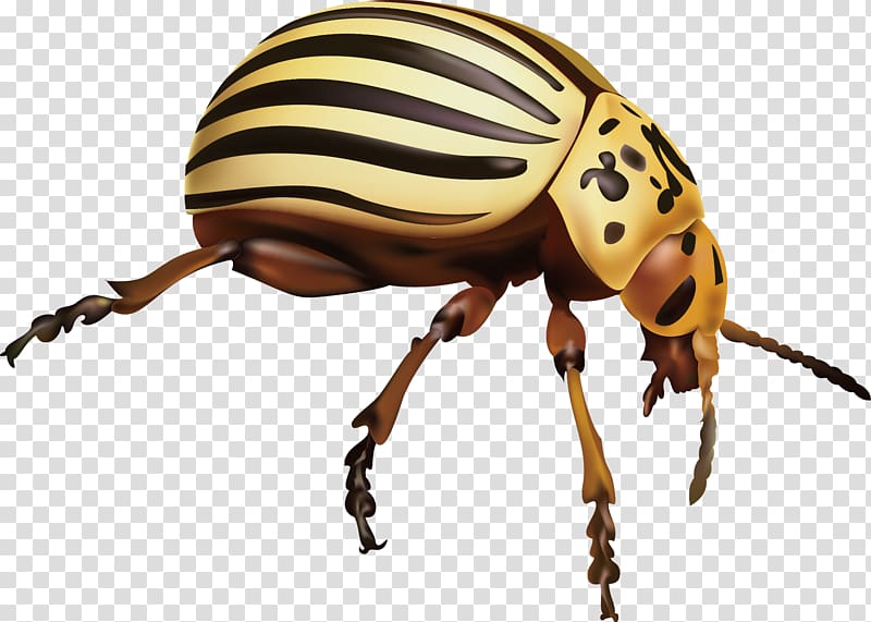 Weevil Insect Pest Colorado potato beetle, insect transparent background PNG clipart