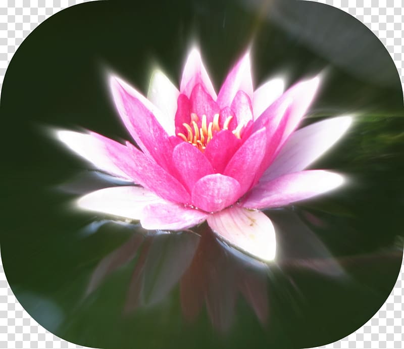 Close-up Pink M MTN Group Lotus-m, water lilly transparent background PNG clipart