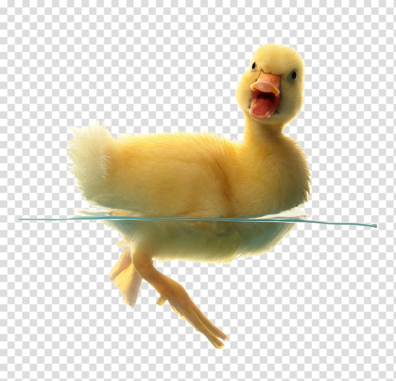 Indian Runner duck Cygnini Baby Ducks Bird, duck transparent background PNG clipart