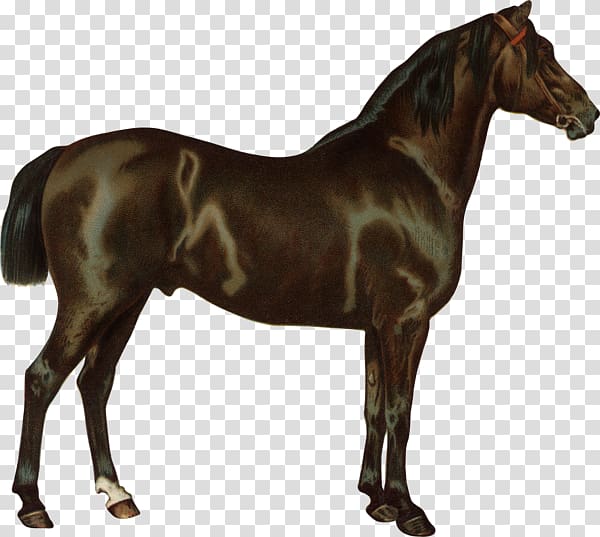 Criollo Thoroughbred American Quarter Horse Arabian horse Stallion, others transparent background PNG clipart