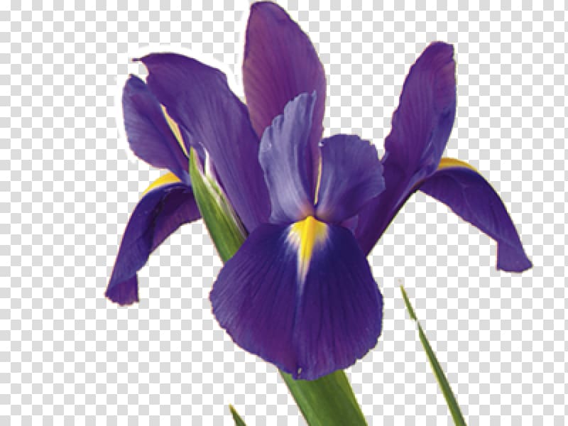 Iris flower data set Plant symbolism Iris versicolor, flower transparent background PNG clipart