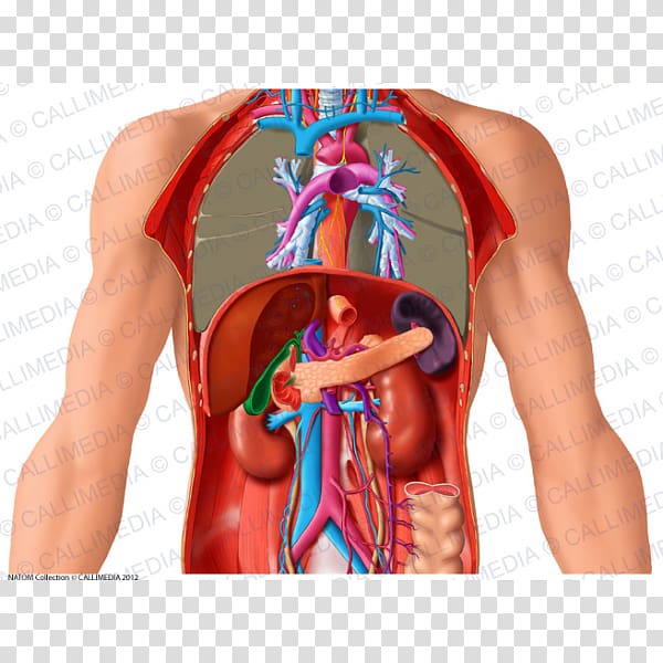 Thorax and Abdomen Anatomy Human body, venas y arterias transparent background PNG clipart