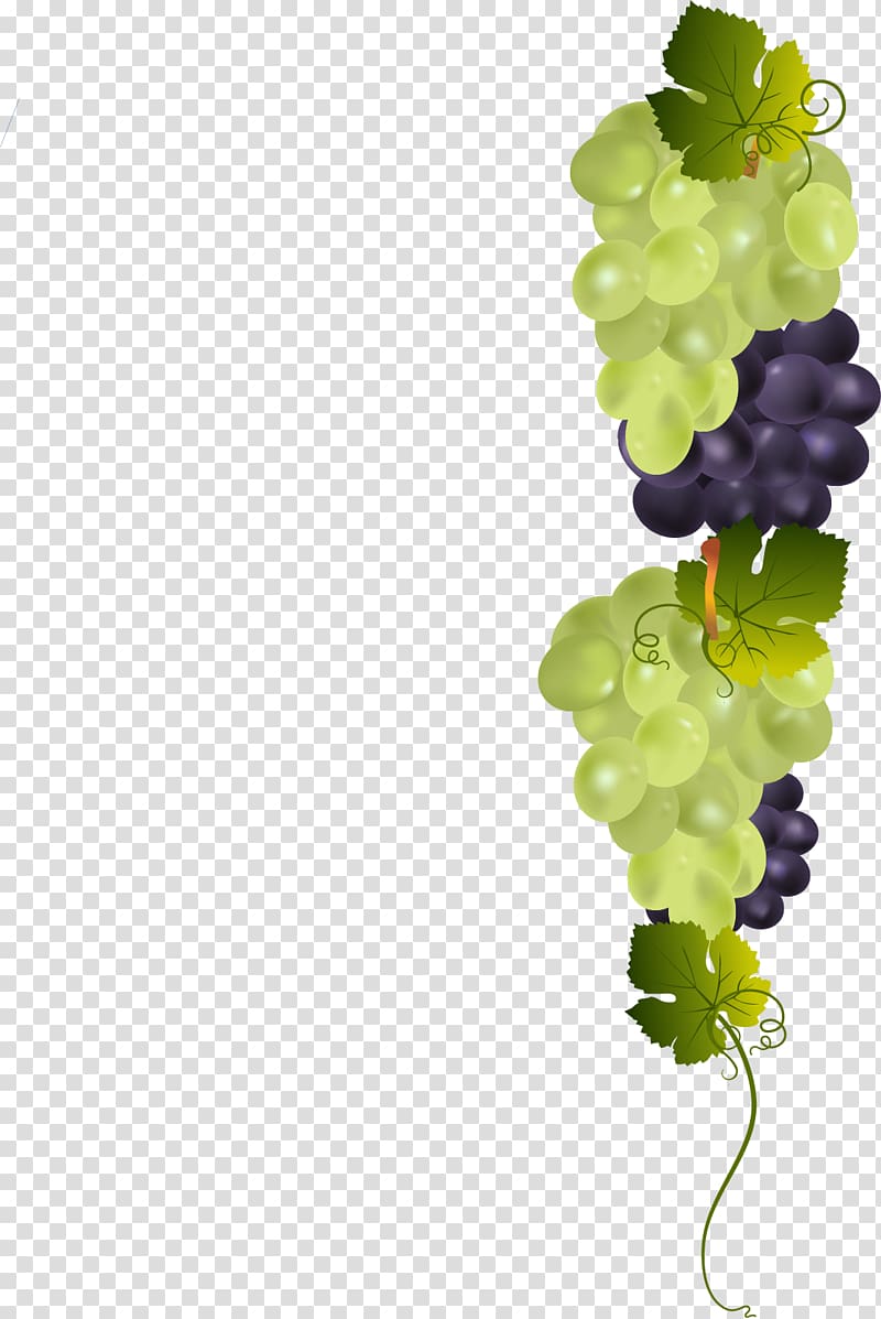 Grape, painted a bunch of grapes transparent background PNG clipart