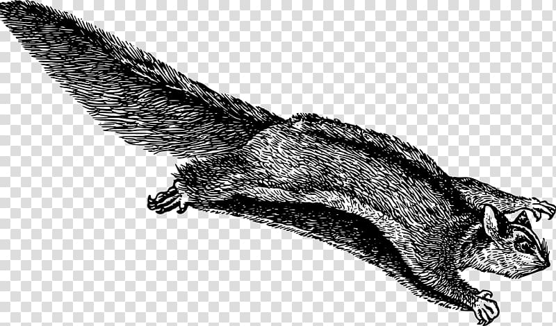 Flying squirrel Rodent Tree squirrel , Squirrel drawing transparent background PNG clipart