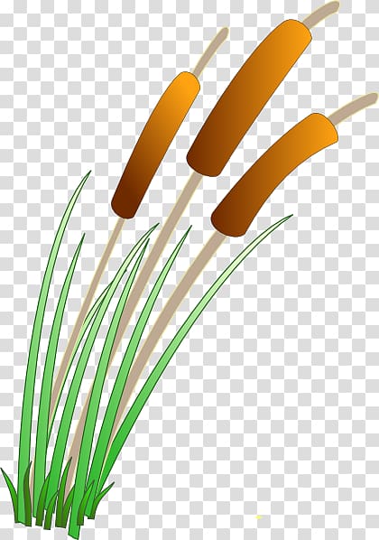Cattail Wetland Pond , Swamp transparent background PNG clipart