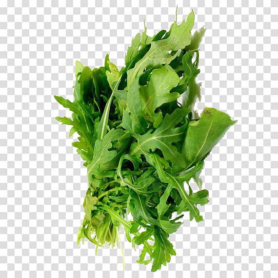 Coriander Parsley Marjoram Leaf vegetable Herb, salad transparent background PNG clipart