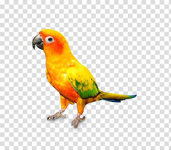 Cat Parrot Bird Dog Pet, parrot transparent background PNG clipart