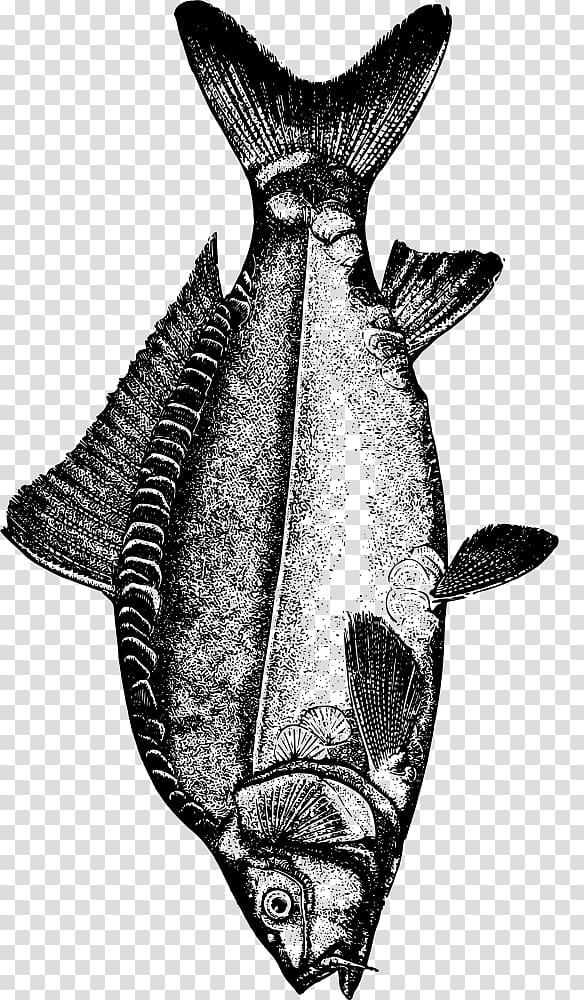 Common carp Drawing , Mirror Carp transparent background PNG clipart