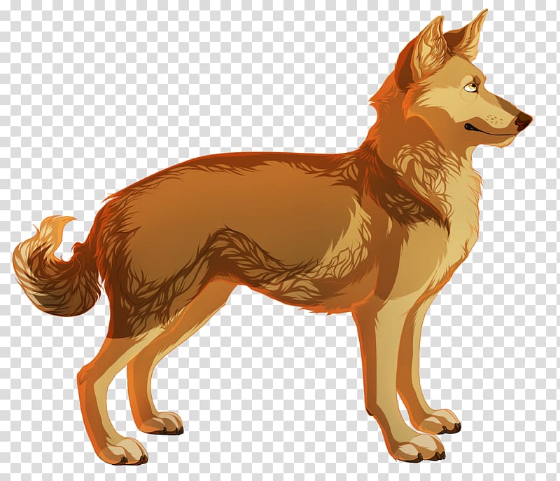 Dhole Dingo Pit bull Canidae Red fox, doge transparent background PNG clipart