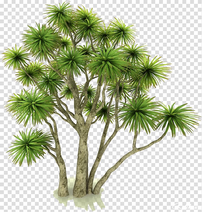 Asian palmyra palm Flowerpot Houseplant Autodesk 3ds Max .3ds, others transparent background PNG clipart