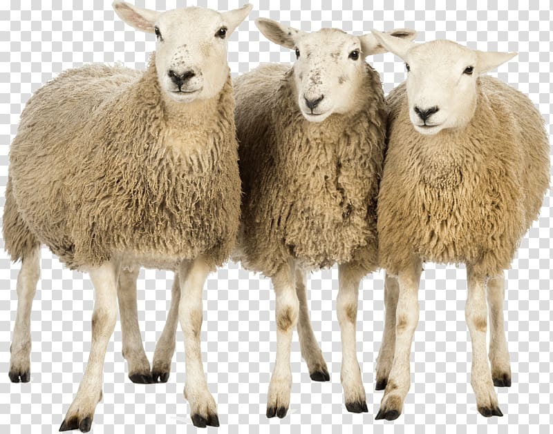 three brown sheeps, Three Sheep transparent background PNG clipart