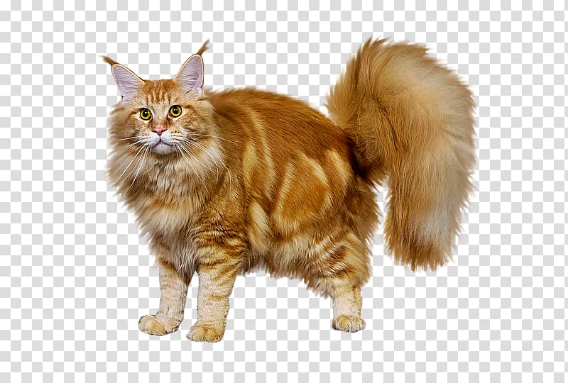 Maine Coon Norwegian Forest cat Kurilian bobtail Cymric Whiskers, hasky transparent background PNG clipart