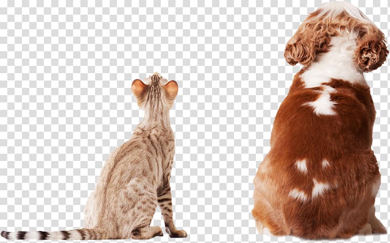 cats and dogs back transparent background PNG clipart