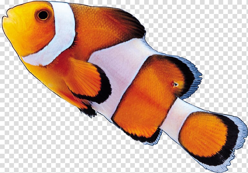 Clownfish, fish transparent background PNG clipart