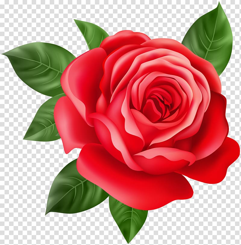 red rose illustration, Purple Rose Home Purple Rose Home Red, Red Rose transparent background PNG clipart
