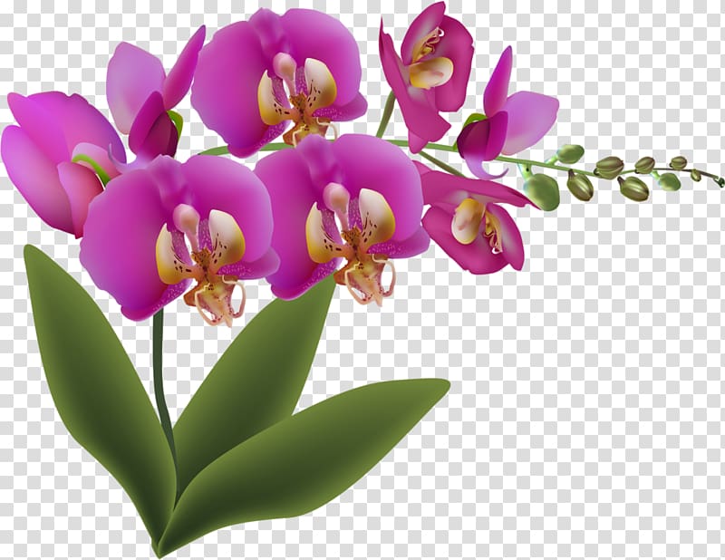 Cattleya orchids Still life with fruit and flowers Petal, flower transparent background PNG clipart