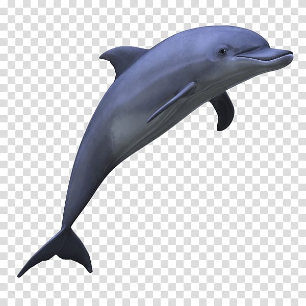 gray dolphin illustration, Dolphin transparent background PNG clipart