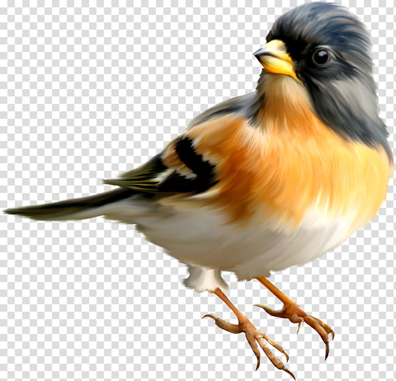 Bird Greater adjutant Icon, Bird transparent background PNG clipart