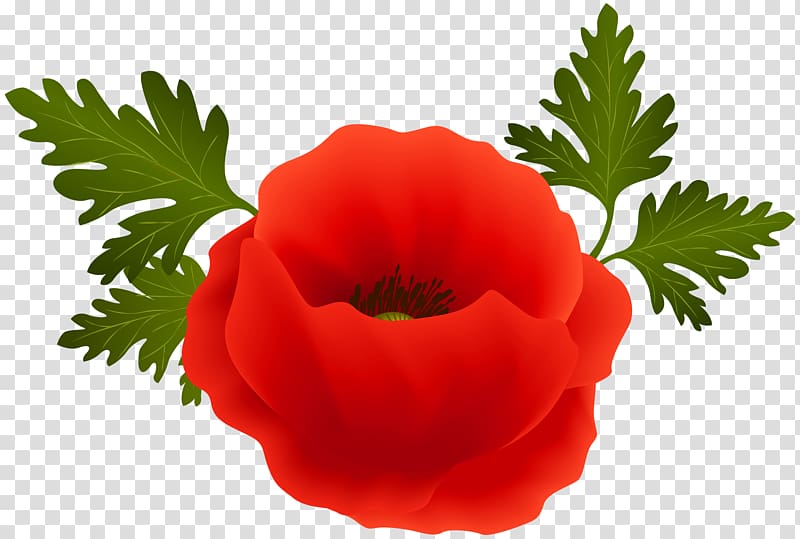 Poppy , Poppy transparent background PNG clipart