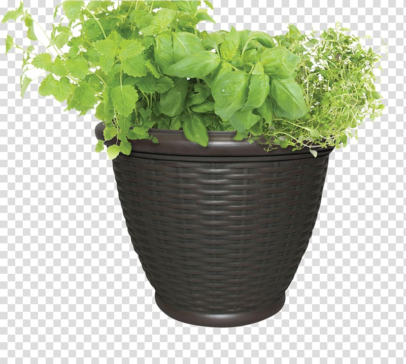 Flowerpot Thymes Houseplant Herb, herb transparent background PNG clipart