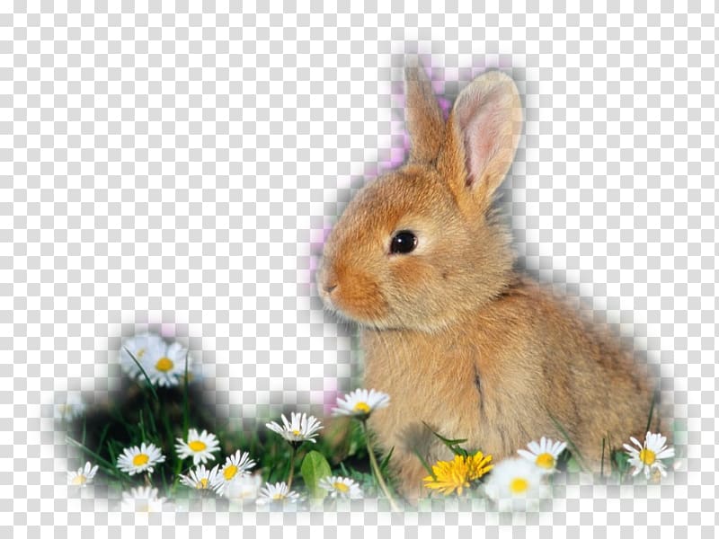 Domestic rabbit Californian rabbit Holland Lop Flemish Giant rabbit Lop rabbit, lapin transparent background PNG clipart