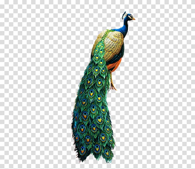 peacock illustration, Bird Peafowl , peacock transparent background PNG clipart