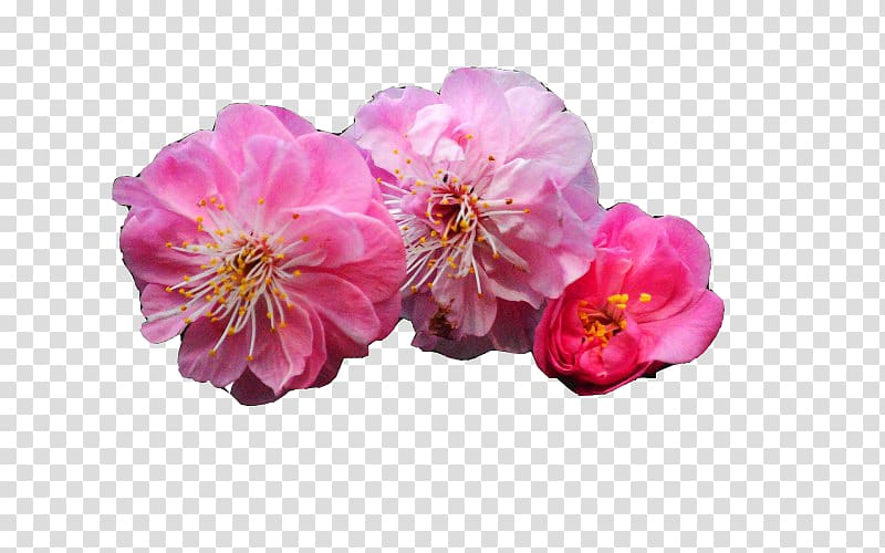 Plum blossom Desktop environment Bamboo , Three peach transparent background PNG clipart